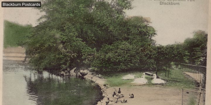 Corporation Park Swans